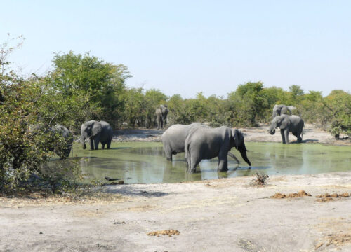 Elephant Trail Package (Vic Falls to Maun)