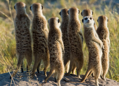 Meerkat Trail Package (Maun Back To Back)