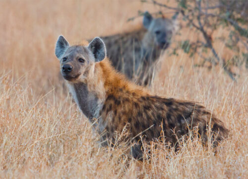 Hyena Trail Package (Maun Back to Back)